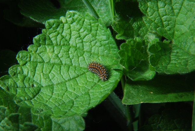 Bruco - Melitaea didyma